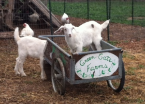 Goats in wagon